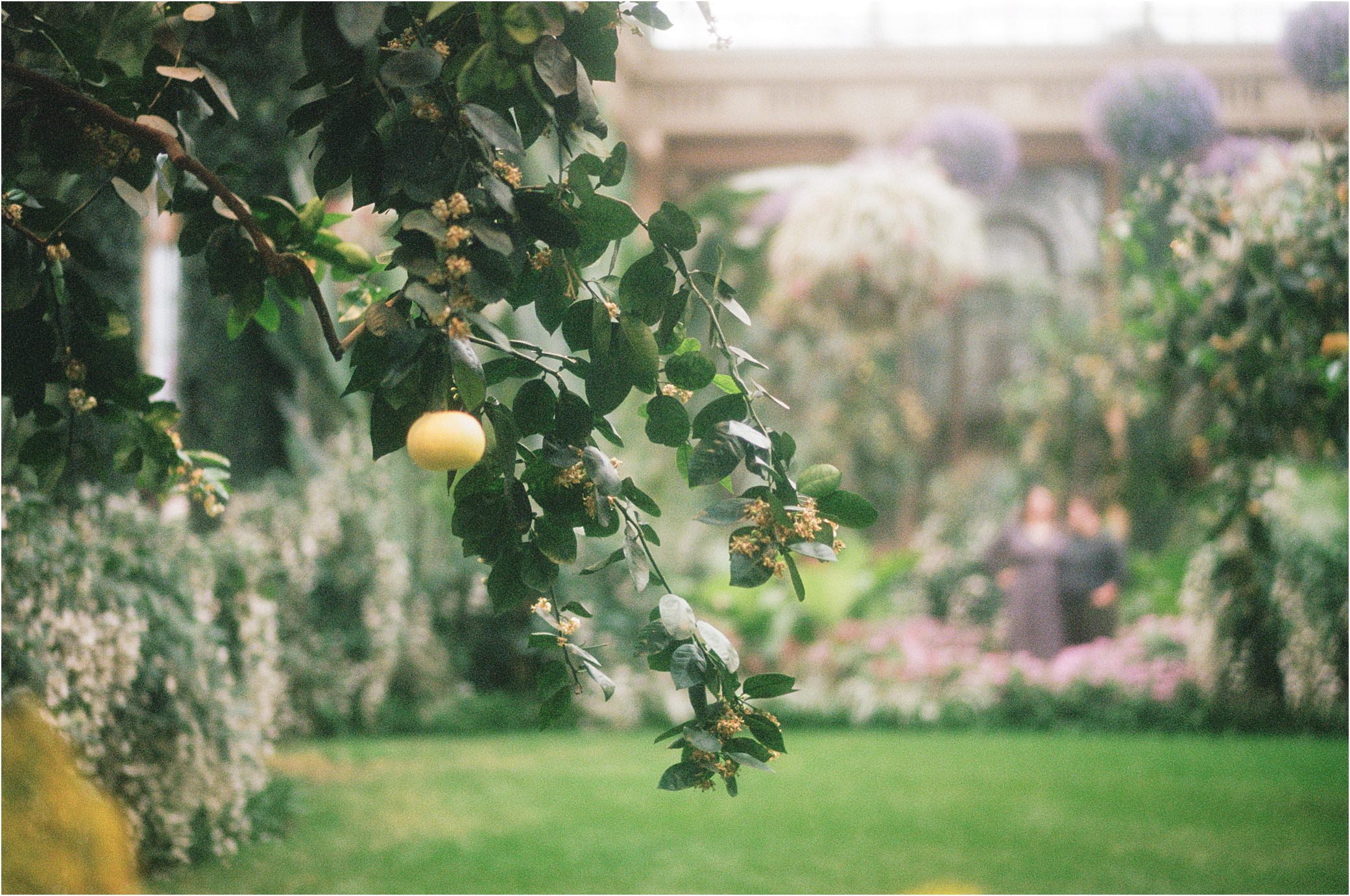 A couple stands in the background of Longwood Gardens engagement photos holding hands in a conservatory where pink flowers and a lemon tree grow.