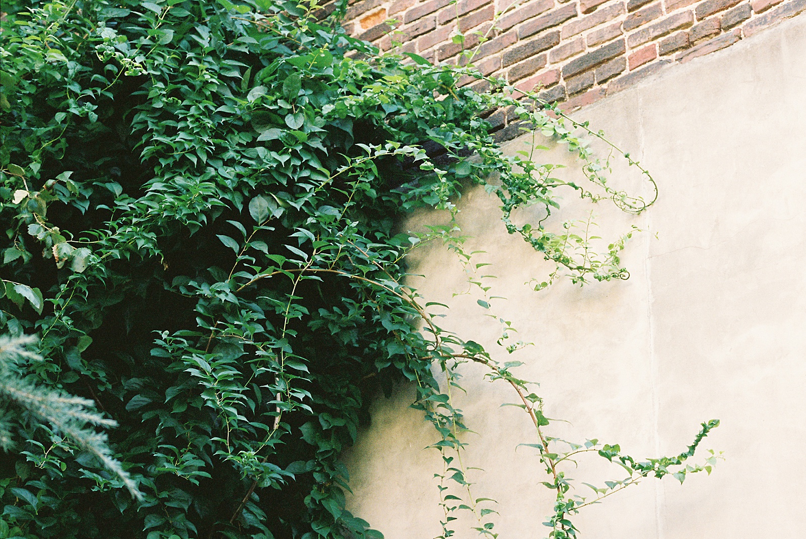 Vines grow up the side of the Maas Building garden wall.