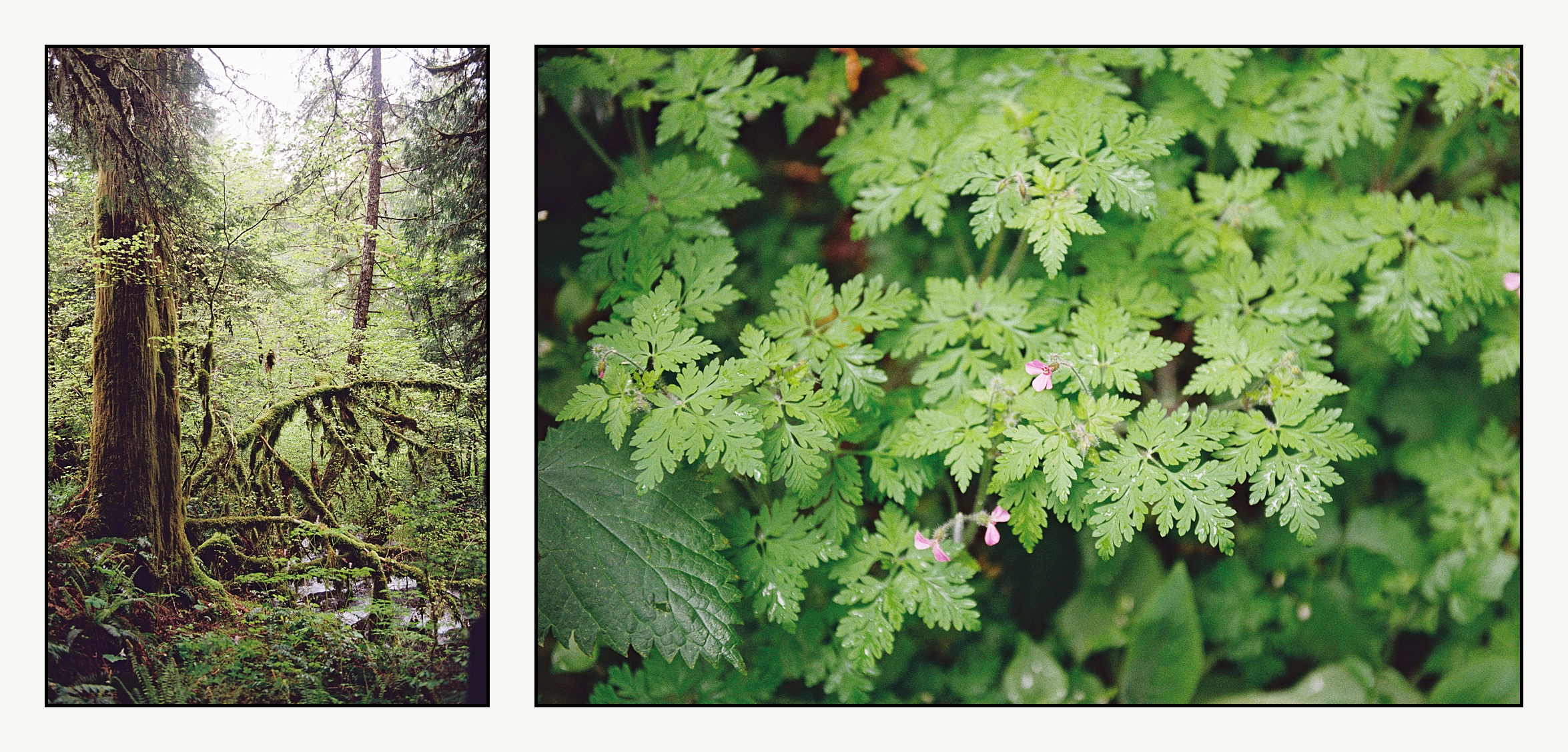 Moss grows on trees beside Copper Creek near Mt. Rainier.