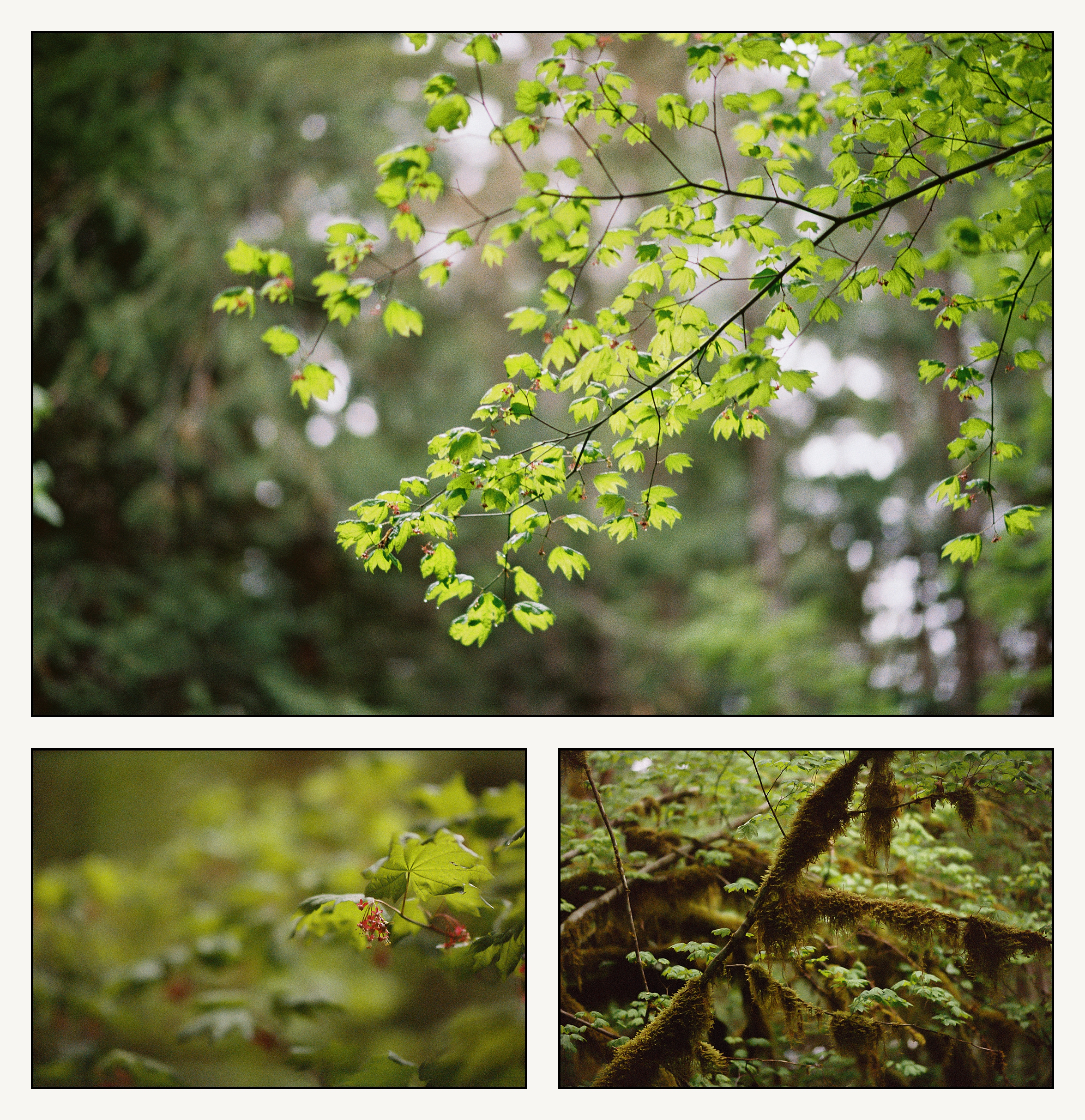 Little red flowers grow on a tree in a forest outside Mt. Rainier.